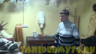 Студия таксидермии «Старый Соболь».