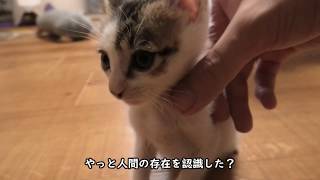 下痢も落ち着き食欲も増え、体重も増えてきた子猫【衰弱していた250gの子猫を保護した　その22】