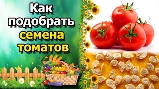 ?Как выбрать семена и сорта томатов(помидор). Основные правила при подборе сортов.