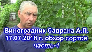 Виноградник Саврана А П 17 07 2018 часть 1