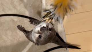 物音がする2階にカワウソと突撃してみた結果…！ After a raid with an otter on the second floor where a noise was heard...!