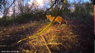 Fox filmed by Denver WCT-3004