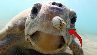 5 Peores Casos de PERCEBES en Tortugas Marinas (Parte 2) | Rescate Animal - Quom
