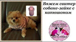 31. Вяжем свитер собаке зайке с капюшоном