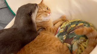 カワウソと猫を出汁にしてラーメン作ってみた！ I made ramen noodles with otter and cat as broth!