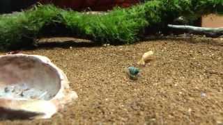 Taiwan bee shrimp tank