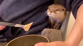 つぶれ方のクセが強すぎる、かまってちゃんなカワウソ Otter coming to be crushed by itself