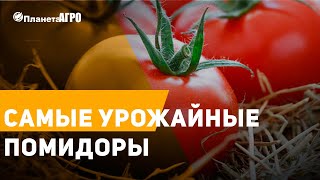 ? Самые урожайные помидоры ✔️ Купить семена помидоров от ? Планета Агро