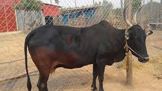 Black Kamadenu cow of young Farmer Ravi Verma in Narsipura (Thoppu) Dabasapete Hobli, Nelamangala Tq