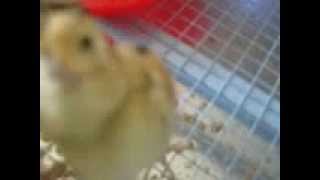 Птенцы фазана/ pheasants chicks.
