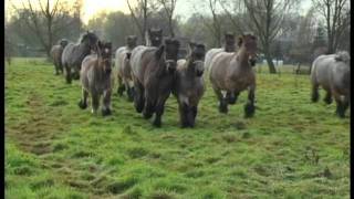 Belgian Draft Horses in Lippelo