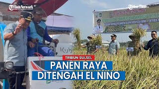 Petani di Gowa Panen Raya 250 Hektar ditengah El Nino
