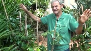 Dica de planta - Trepadeira