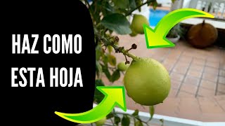 Haz como esta hoja (Una lección de PROPÓSITO y ABUNDANCIA)