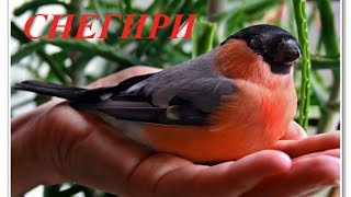 Звуки природы для детей. Снегири