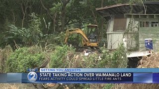 State takes action against group on ant-infested land in Waimanalo