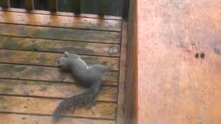 Drunk Squirrel trying to eat nuts
