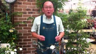 コットン ( 綿 ) の育て方・日常管理
