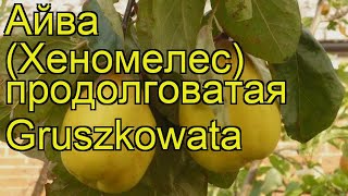 Айва продолговатая Грушевидная. Краткий обзор, описание характеристик cydonia oblonga Gruszkowata