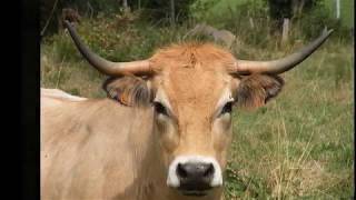 Troupeau aubrac dans le Cantal