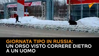 Giornata tipo in Russia: un orso visto correre dietro a un uomo