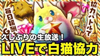 【白猫】久しぶりの白猫LIVE！みんなでのんびりリゼロ協力しようよおー！