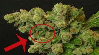 Las razas más raras de marihuana | Mundo Tops