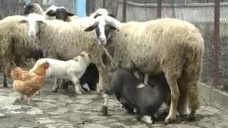 A day in a Bulgarian village