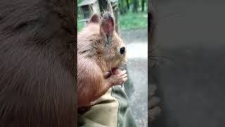 Ушастик знает, где взять орешек / Ushastik knows where to get a nut