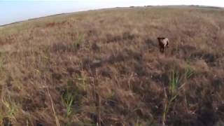 Охота на перепела в Полтавской области в 2014 году. Hunting on has sung with a young dog Nikoj.