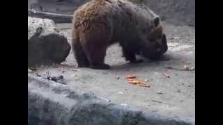 Must Watch: Bear Rescues A Crow From Drowning