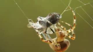 Nikon P900 Macro / Spider natural killer