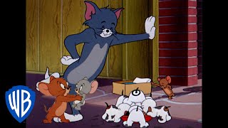 Tom y Jerry en Español | Dibujos Clásicos 118