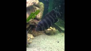 Тиляпия бутикофери Tilapia buttuetikoferi