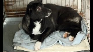 Житель Стаханова заживо сжёг собаку