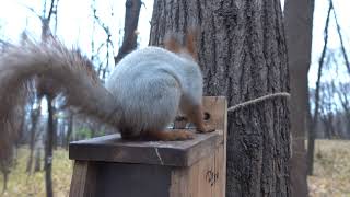 Белка вспомнила, зачем пришла / The squirrel remembered why she came