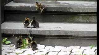 duck tales - wilde jagd nach entenhausen - süße entenküken in köln - sweet ducklings in cologne