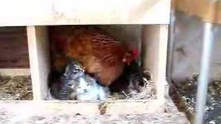 Chicken hatches Kittens