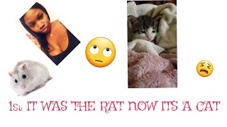 Sandy Got a "CAT" what's next ?