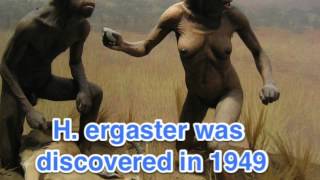 Homo ergaster