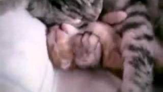 Amor de mãe (gatinhos)