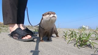生まれて初めての海に興奮と戸惑いが隠せないカワウソ！ First sea otter to go to the beach!