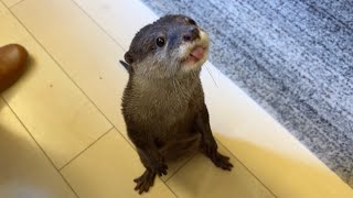家で釣りをしたらカワウソ魚が引っかかった！ I fished at home and hooked an otter fish!
