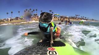 Brandy the PUG at 2014 Surf City Surf Dog