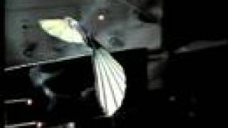 Transforming Flight