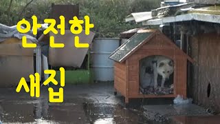 새집 적응하기 / 또 가출한 진돌이 #1미터의삶 #시골개#진돌이tv#chaineddog #backyarddog#jindol