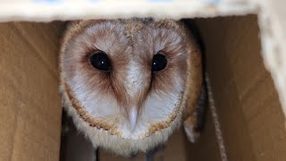 Сипуха-отказник в коробочке. Сова с кофейным лицевым кружком уехала к Марии @RedTabby