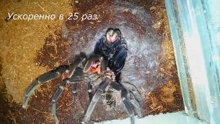 Линька паука птицееда ускоренная в 25 раз на примере Xenesthis immanis/Tarantula molting