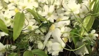 Clematis avalanche