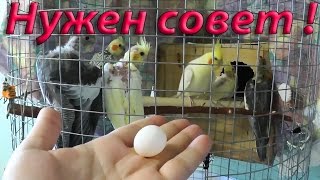 Попугаи / Вторая кладка/ Инкубатор / Нужен совет